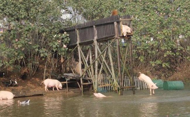 Trung Quốc: Người nông dân bắt lợn nhảy cầu mỗi ngày để nâng cao sức khỏe - Ảnh 2.