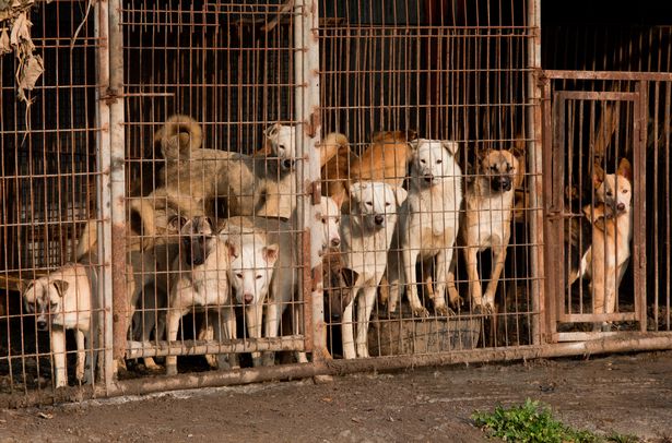 Trang trại nuôi chó - địa ngục trần gian nơi những chú chó tội nghiệp bị ngược đãi chờ chết - Ảnh 2.