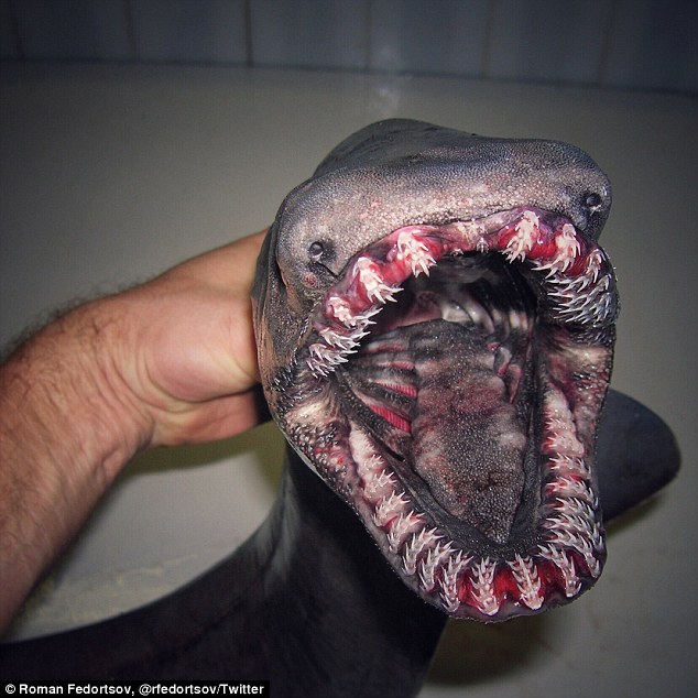 Những sinh vật biển gớm ghiếc như quái vật ngoài hành tinh mà ngư dân Nga bắt được - Ảnh 1.