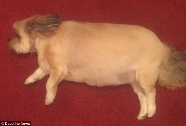 Thánh chó lợn lăn đùng ra sàn nằm bất động sau khi đánh chén hết một con gà tây - Ảnh 1.