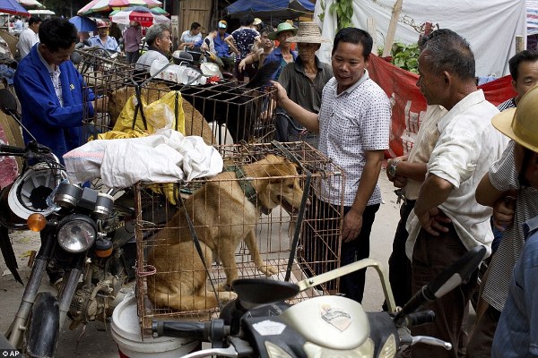 Hình ảnh đáng thương của những chú chó mèo vô tội trong lễ hội thịt chó khét tiếng tại Trung Quốc - Ảnh 10.