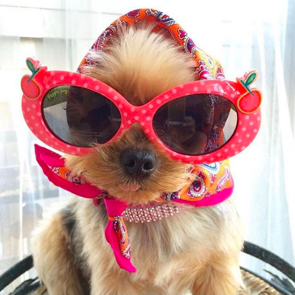 Cuộc sống sang chảnh đến phát ghen của hội... những chú chó nhà giàu trên Instagram - Ảnh 12.