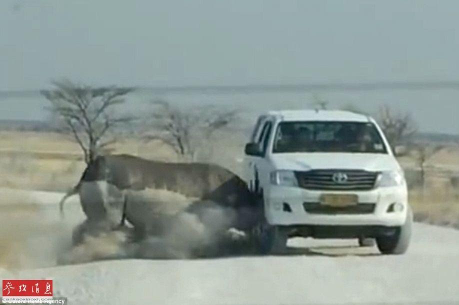 Trước vụ hổ cắn chết người trong vườn thú, biết bao tai nạn thương tâm do động vật tấn công du khách đã xảy ra - Ảnh 10. Trước vụ hổ cắn chết người trong vườn thú, biết bao tai nạn thương tâm do động vật tấn công du khách đã xảy ra - Ảnh 10.