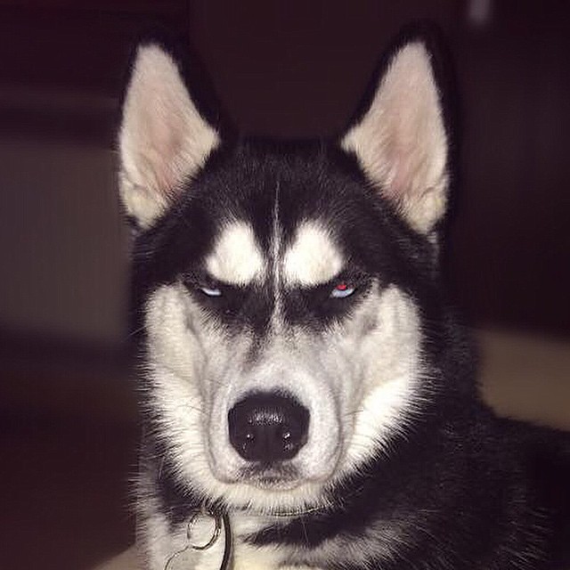 Chú chó với khuôn mặt khinh bỉ cả thế giới trở thành hiện tượng trên Instagram - Ảnh 12.
