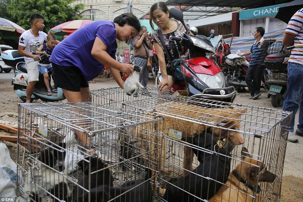 Hình ảnh đáng thương của những chú chó mèo vô tội trong lễ hội thịt chó khét tiếng tại Trung Quốc - Ảnh 11.