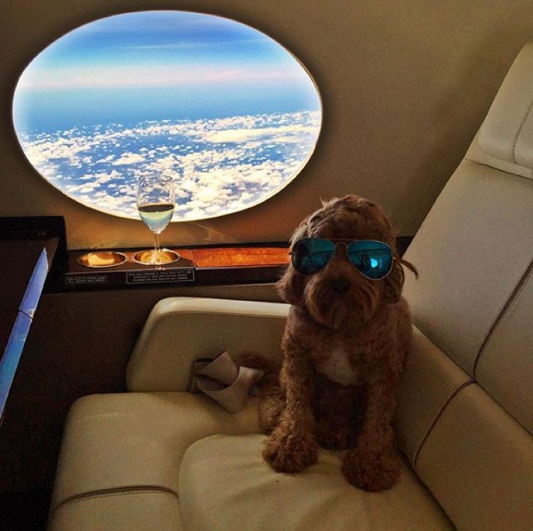 Cuộc sống sang chảnh đến phát ghen của hội... những chú chó nhà giàu trên Instagram - Ảnh 14.