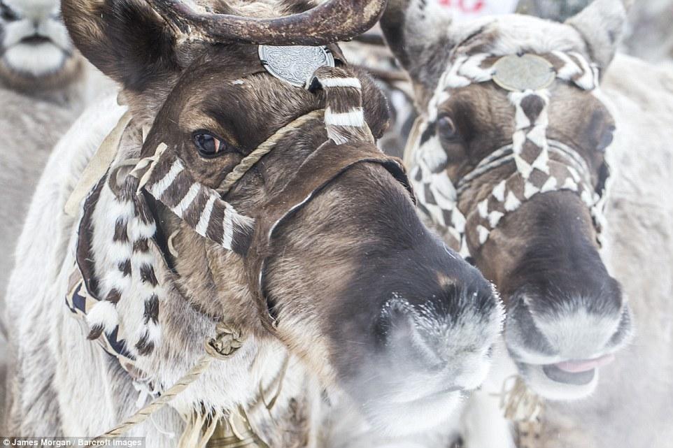 Theo ch&acirc;n những người thợ săn ở Siberia đi lột da ch&oacute; s&oacute;i - Ảnh 11.