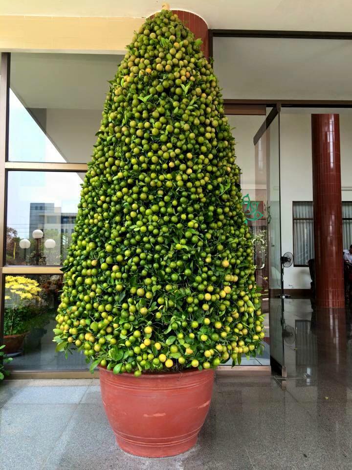 Đây chính là cây quất 