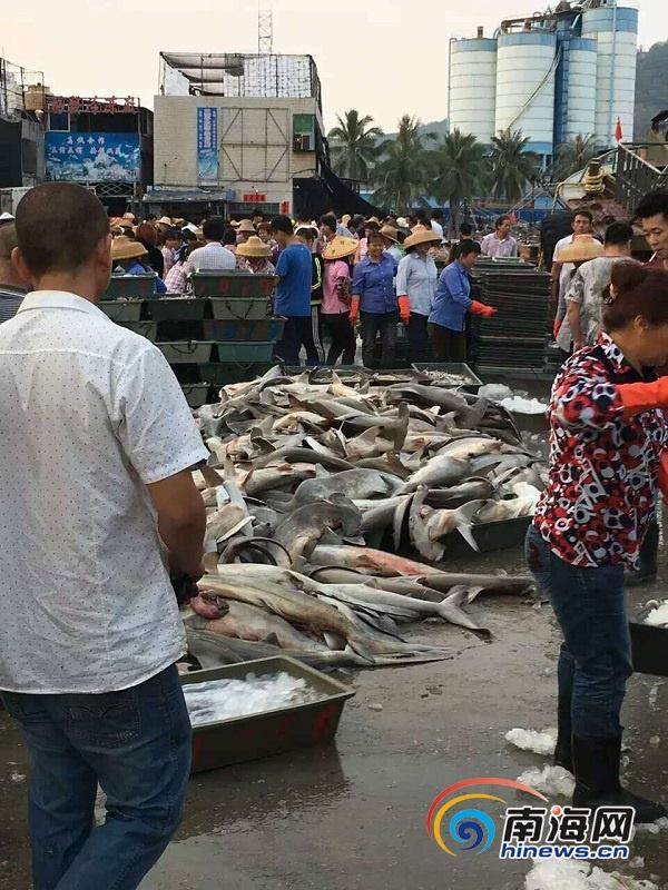 Phẫn nộ khi cá mập quý hiếm được bày bán la liệt với giá như cho ở chợ trời Trung Quốc - Ảnh 2.