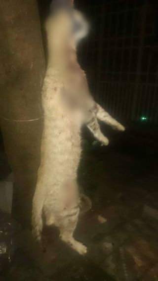 Trạm cứu hộ chó mèo ở Đà Nẵng bị tố cáo bán thú cưng vào lò mổ để lấy tiền - Ảnh 4.