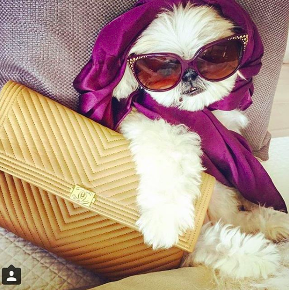 Cuộc sống sang chảnh đến phát ghen của hội... những chú chó nhà giàu trên Instagram - Ảnh 13.