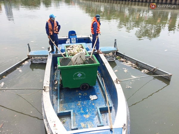 TP. HCM: Cá lại chết trắng, nổi lềnh bềnh trên kênh Nhiêu Lộc - Thị Nghè - Ảnh 12.