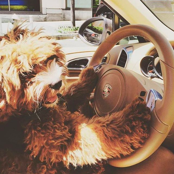 Cuộc sống sang chảnh đến phát ghen của hội... những chú chó nhà giàu trên Instagram - Ảnh 6.