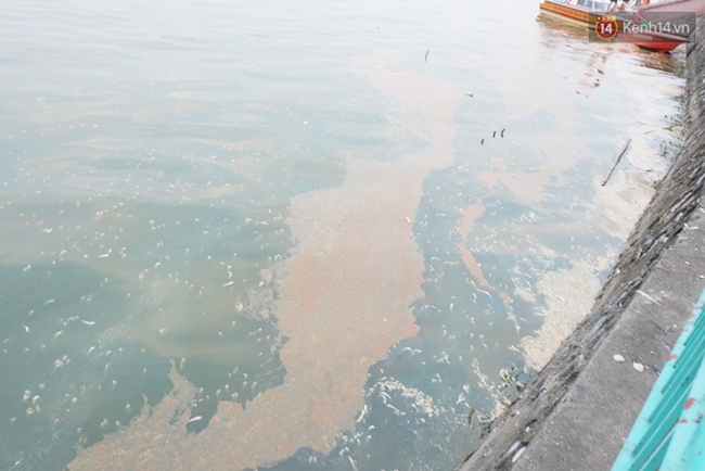 Hồ Tây sạch bóng cá chết, Hà Nội tập trung xử lý ô nhiễm môi trường - Ảnh 2.