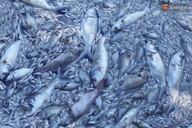 Những chỉ số này sẽ cho bạn thấy mức độ nghiêm trọng của việc cá chết tại hồ Tây - Ảnh 1.