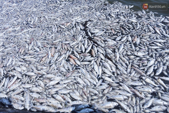 Ngày 3/10: Cá chết nổi ngày càng nhiều ở hồ Tây; đang tiếp tục bơm oxy, sục khí - Ảnh 5.