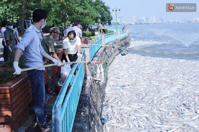 Ngày 3/10: Cá chết nổi ngày càng nhiều ở hồ Tây; đang tiếp tục bơm oxy, sục khí - Ảnh 6.