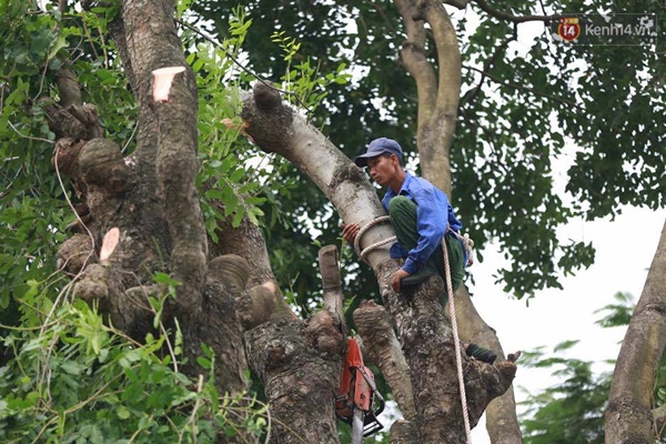 Hà Nội đốn tỉa 100 cây xanh ven hồ Thủ Lệ - Ảnh 4.