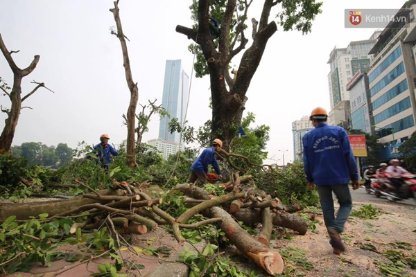 Hà Nội đốn tỉa 100 cây xanh ven hồ Thủ Lệ - Ảnh 8.