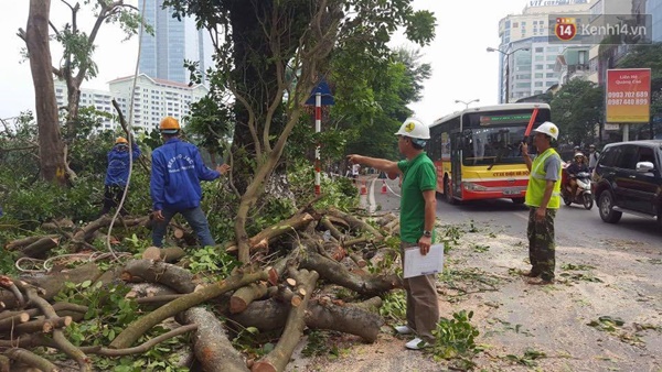 Hà Nội đốn tỉa 100 cây xanh ven hồ Thủ Lệ - Ảnh 3.