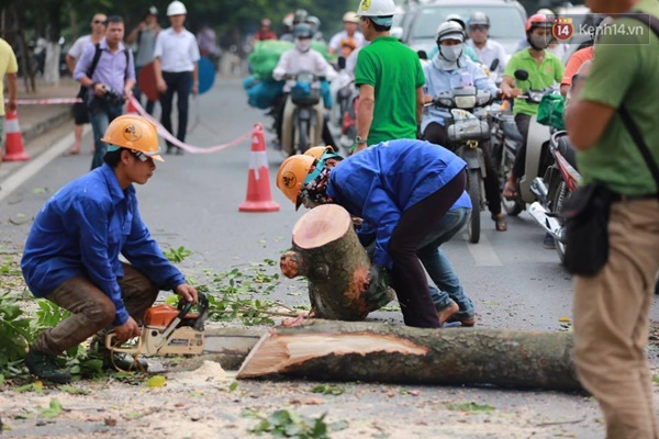 Hà Nội đốn tỉa 100 cây xanh ven hồ Thủ Lệ - Ảnh 5.