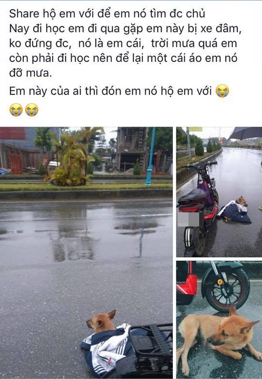 Câu chuyện đáng yêu: Cô bé nhường áo khoác che mưa cho chú cún bị xe đâm trên đường - Ảnh 2.