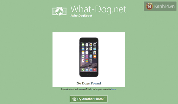 Cười không nhặt được mồm với ứng dụng Bạn là loài chó nào? của Microsoft - Ảnh 3.