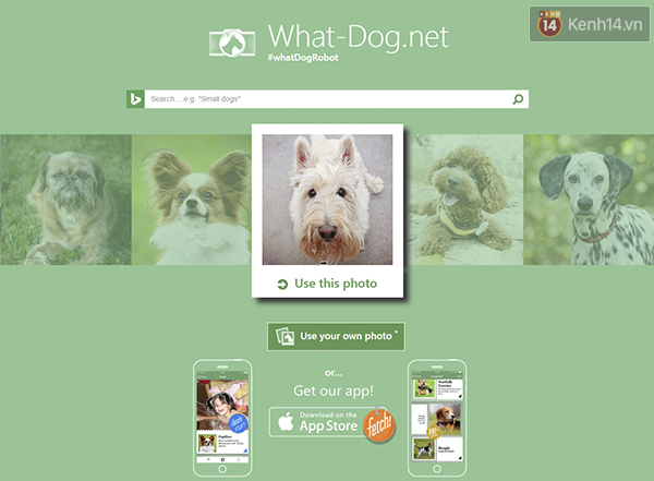 Cười không nhặt được mồm với ứng dụng Bạn là loài chó nào? của Microsoft - Ảnh 1.