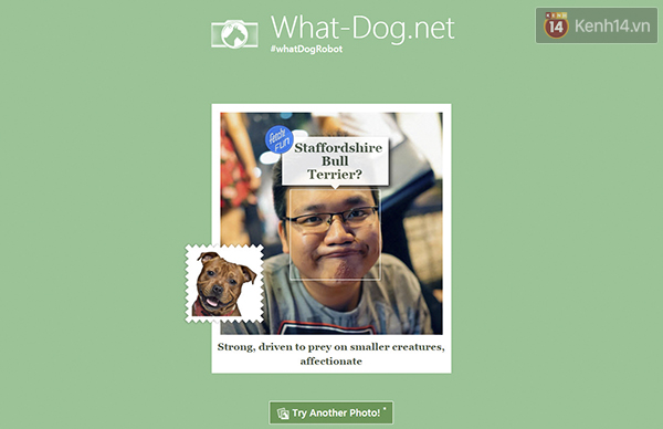 Cười không nhặt được mồm với ứng dụng Bạn là loài chó nào? của Microsoft - Ảnh 2.