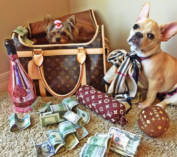 Cuộc sống sang chảnh đến phát ghen của hội... những chú chó nhà giàu trên Instagram - Ảnh 15.
