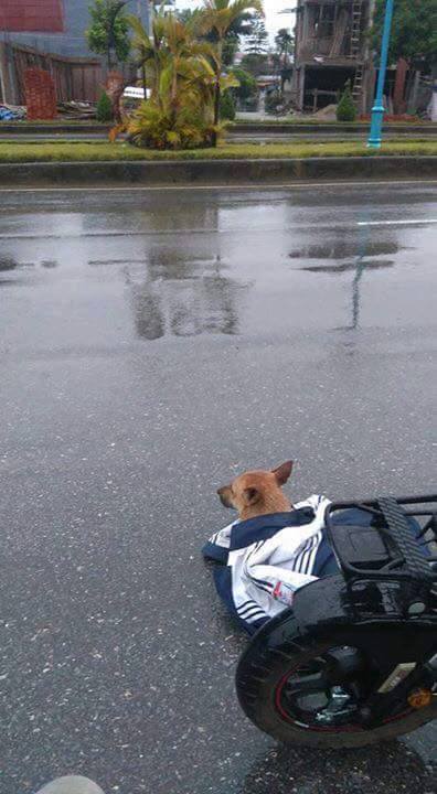 Câu chuyện đáng yêu: Cô bé nhường áo khoác che mưa cho chú cún bị xe đâm trên đường - Ảnh 1.