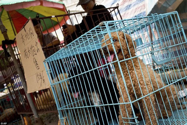 Hình ảnh đáng thương của những chú chó mèo vô tội trong lễ hội thịt chó khét tiếng tại Trung Quốc - Ảnh 16.