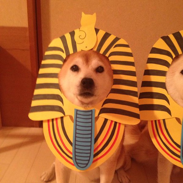 Đôi chó Shiba đáng yêu cosplay thành thập cẩm ngũ tạng thứ trên đời - Ảnh 11.