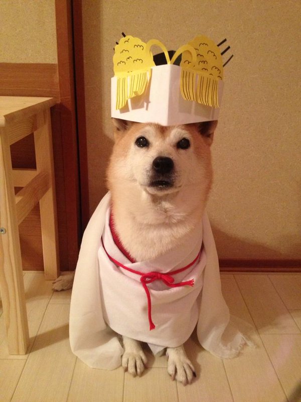 Đôi chó Shiba đáng yêu cosplay thành thập cẩm ngũ tạng thứ trên đời - Ảnh 12.