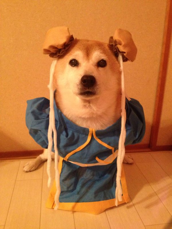 Đôi chó Shiba đáng yêu cosplay thành thập cẩm ngũ tạng thứ trên đời - Ảnh 13.