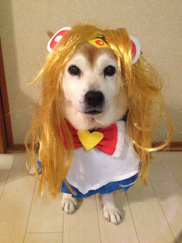 Đôi chó Shiba đáng yêu cosplay thành thập cẩm ngũ tạng thứ trên đời - Ảnh 1.