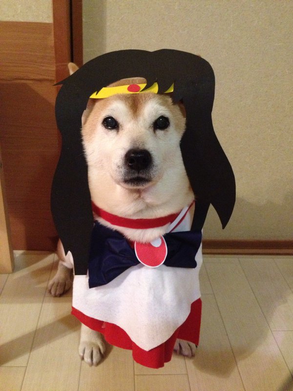 Đôi chó Shiba đáng yêu cosplay thành thập cẩm ngũ tạng thứ trên đời - Ảnh 3.
