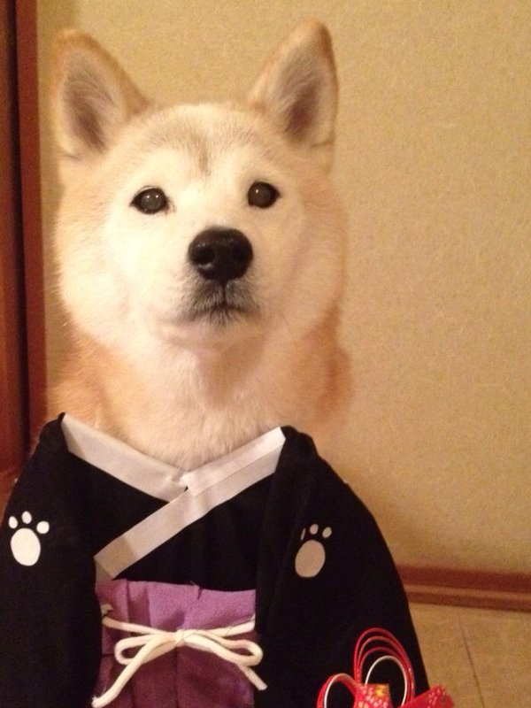 Đôi chó Shiba đáng yêu cosplay thành thập cẩm ngũ tạng thứ trên đời - Ảnh 5.