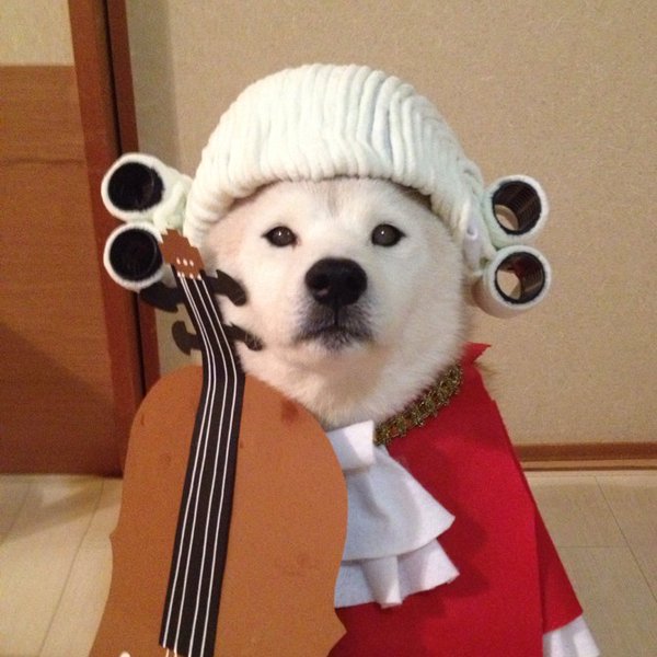 Đôi chó Shiba đáng yêu cosplay thành thập cẩm ngũ tạng thứ trên đời - Ảnh 7.