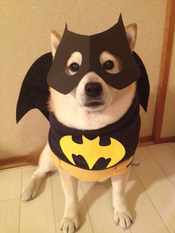 Đôi chó Shiba đáng yêu cosplay thành thập cẩm ngũ tạng thứ trên đời - Ảnh 9.