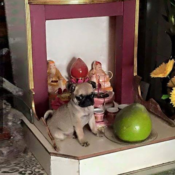 Tóm gọn 13 con mèo đang ngồi trên bàn thờ buôn hoa quả - Ảnh 14.