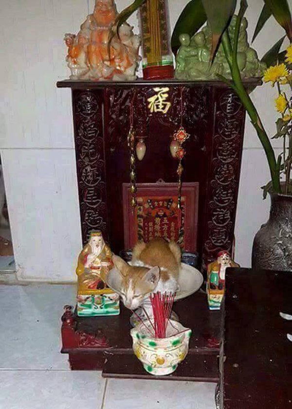 Tóm gọn 13 con mèo đang ngồi trên bàn thờ buôn hoa quả - Ảnh 7.
