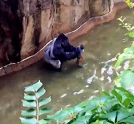 Các nhân chứng: Con khỉ đột thực ra chỉ đang cố bảo vệ em bé mà thôi - Ảnh 4.