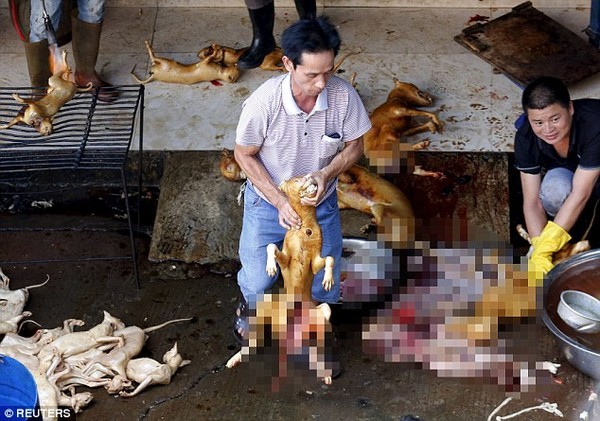 Hình ảnh đáng thương của những chú chó mèo vô tội trong lễ hội thịt chó khét tiếng tại Trung Quốc - Ảnh 17.