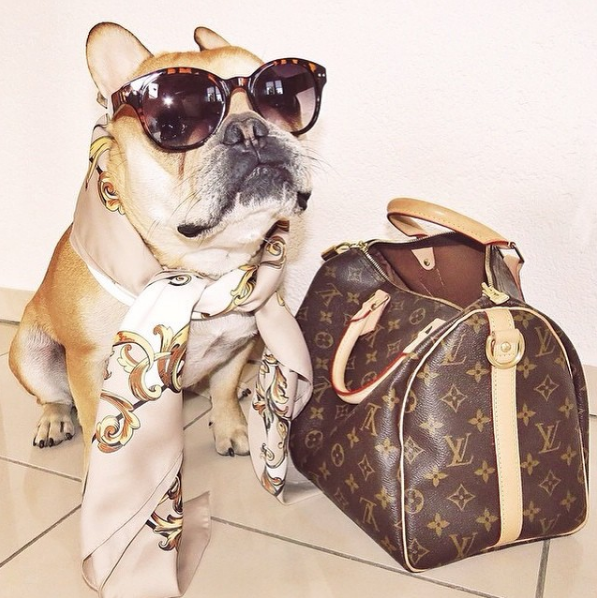Cuộc sống sang chảnh đến phát ghen của hội... những chú chó nhà giàu trên Instagram - Ảnh 17.