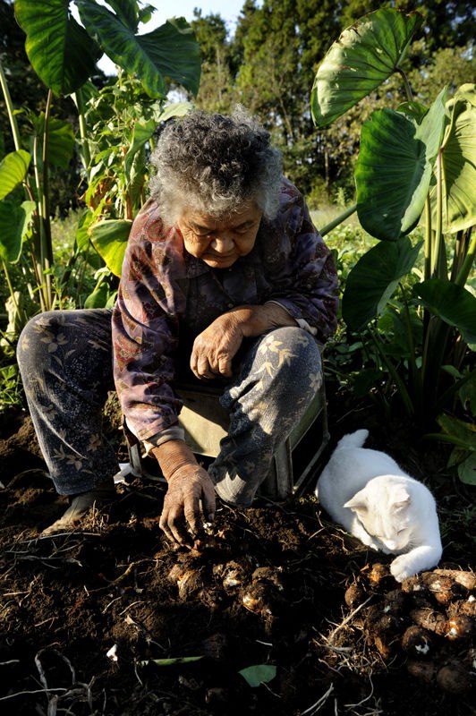 Tạm biệt Fukumaru, chú mèo Nhật Bản từng khiến hàng triệu người yêu mến - Ảnh 22.