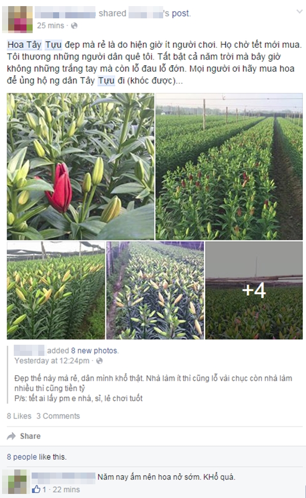 Dân mạng Hà Nội kêu gọi giúp nông dân Tây Tựu giải cứu hoa ly nở sớm - Ảnh 5.