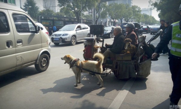 Đôi vợ chồng già chạy xe chó kéo gây sốt trên đường phố Trung Quốc - Ảnh 3.