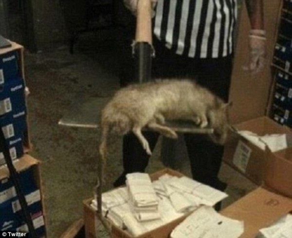 Chuột sống ở New York gây choáng vì quá béo - Ảnh 2.