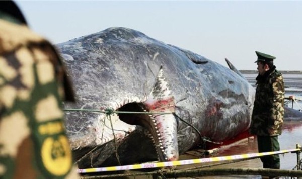 Cá nhà táng nặng 41 tấn dạt vào bờ biển Trung Quốc - Ảnh 2.